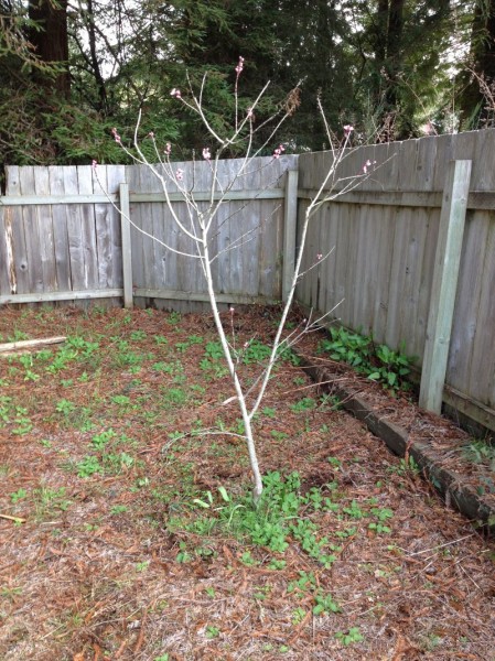 This peach tree's original planting site was unsuitable, mostly because it is shaded by big redwoods and firs!  