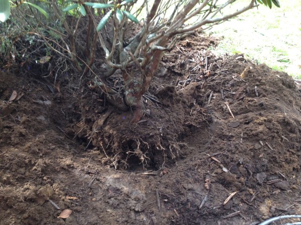 This guy has a considerable root ball, and it was no picnic to begin uprooting it