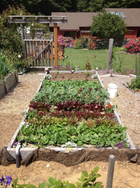The first bed of the season is now producing more greens that we know what to do with, and more one the way!