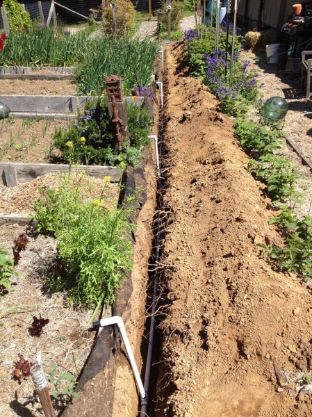 Here is the open trench in the old garden, with 3/4" lines feeding into each bed
