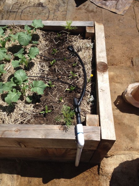 This picture shows the 3/4" pvc line coming up from the ground, connecting to the 1/2" irrigation line, with 1/4" soaker hoses connected