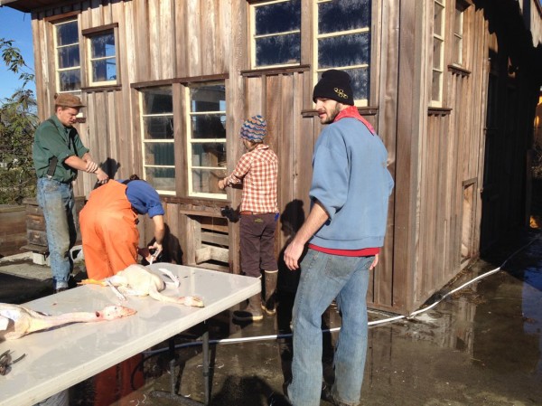 Preparing to finish plucking