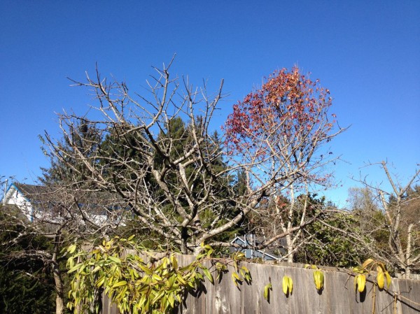 We did this apple tree together