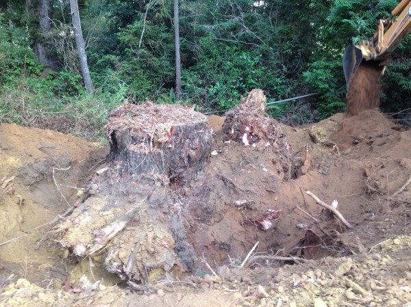 Stubborn stumps