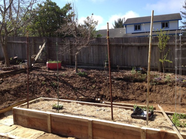 Trellis for peas to grow on