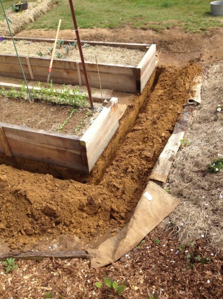 Turning the corner to reach the last bed in the new garden