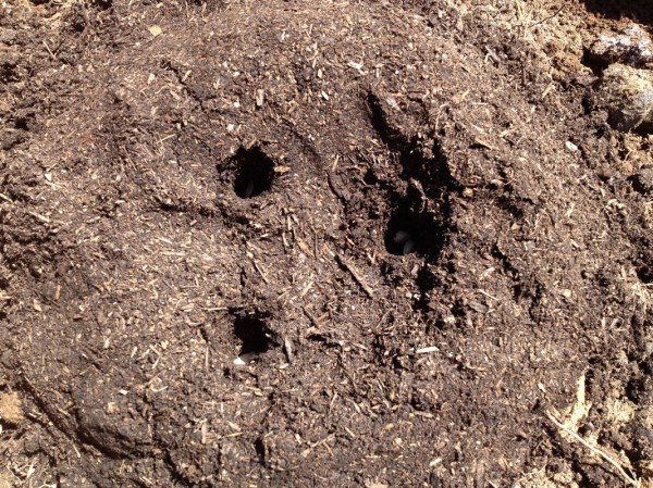 Holes for seeds (squash like to go in about 1" deep)