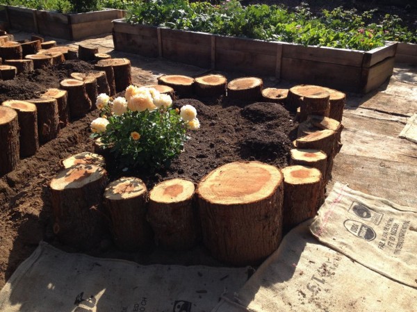 The east corner of this bed will display the rose nicely to anyone entering the garden