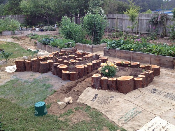 All three beds, filled and planted