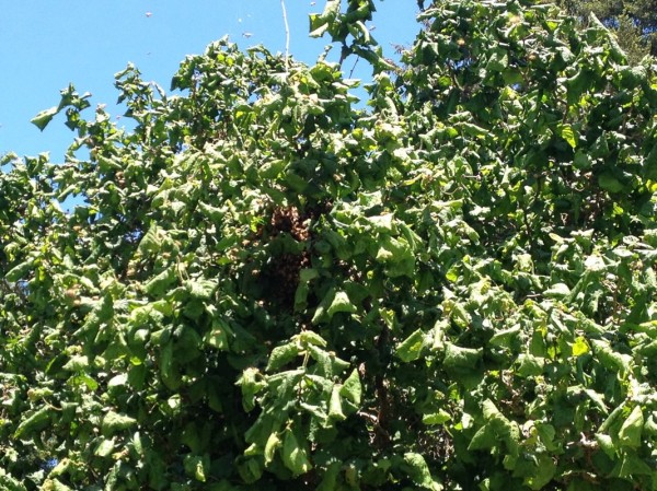 These bees began swarming in a tight knot inside this tree in our backyard