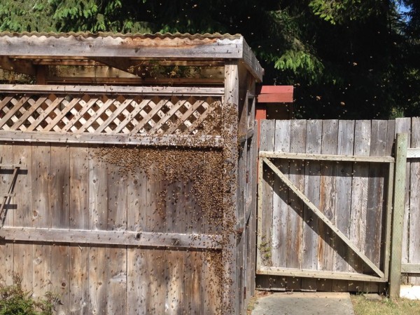 Then they moved to our outdoor shower