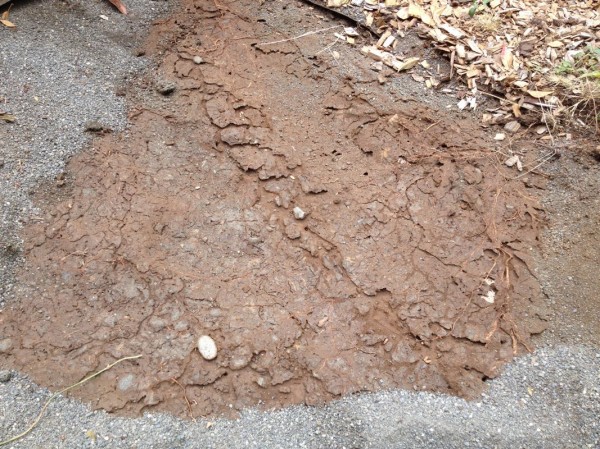 Ants!