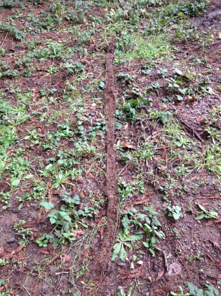 I pulled out this long train of roots and other plant matter