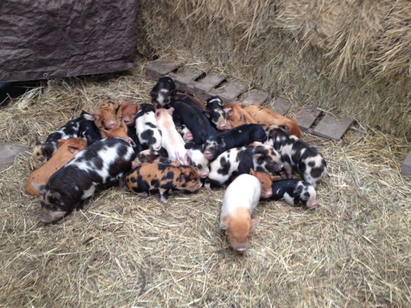Not to mention––piglets!