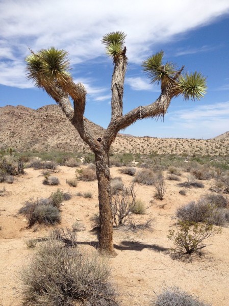 Joshua Tree