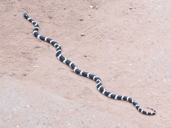 Zion king snake